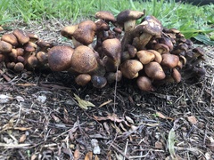 Armillaria luteobubalina