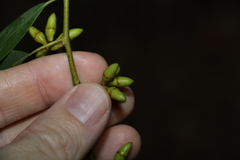 Eucalypteae
