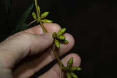 Eucalypteae