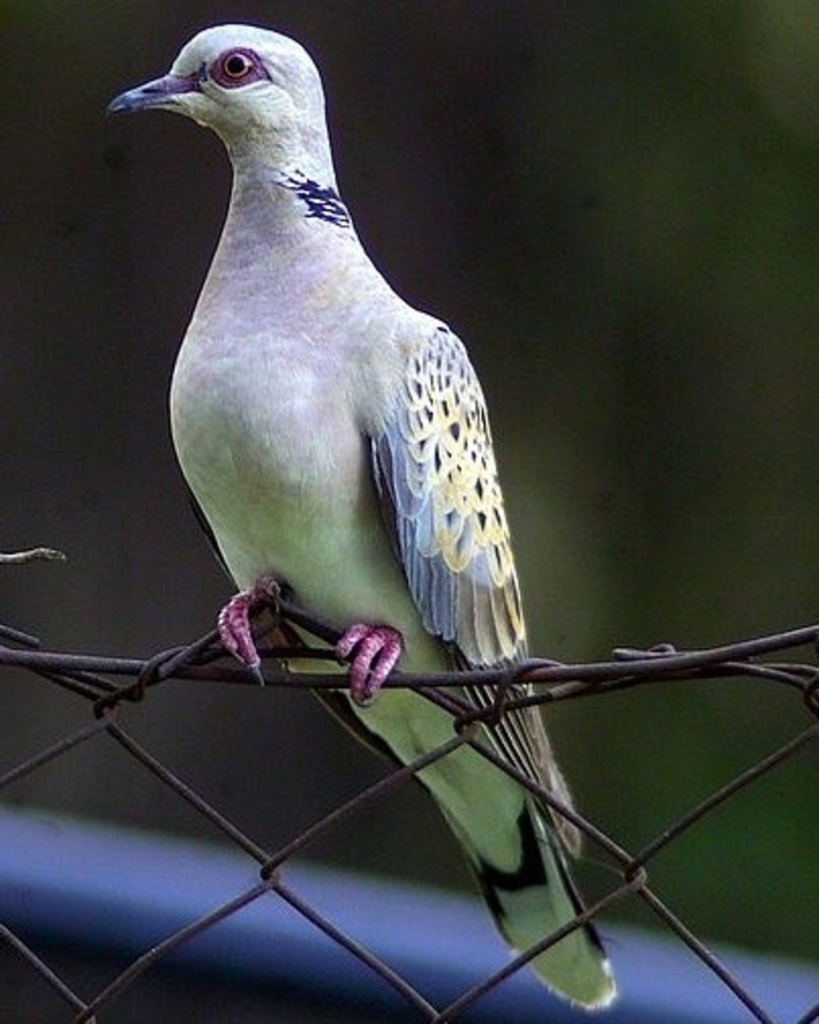 Common Wood Pigeon (Birds of Serbia - guide - old) · iNaturalist