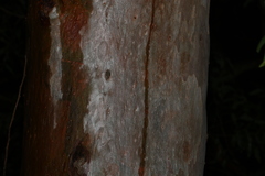 Eucalypteae