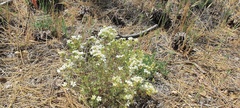 Leptosiphon floribundus glaber