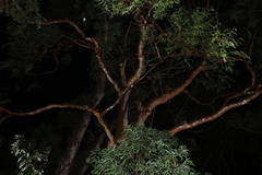 Eucalypteae