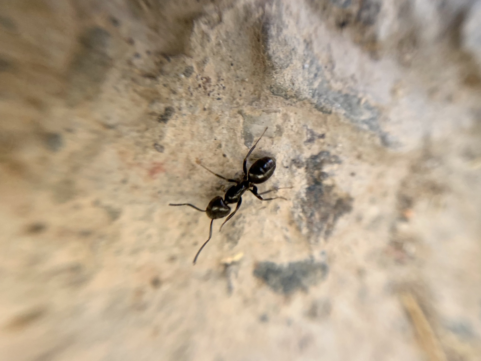 Tapinoma simrothi