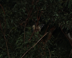 Trichosurus vulpecula