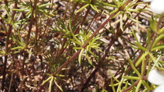 Leptosiphon floribundus glaber
