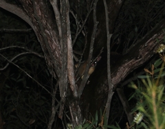 Trichosurus vulpecula