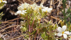 Leptosiphon floribundus glaber