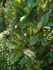 Hydrangea integrifolia