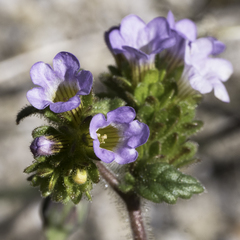 Phacelia suaveolens