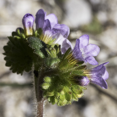 Phacelia suaveolens