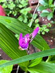 Bletilla