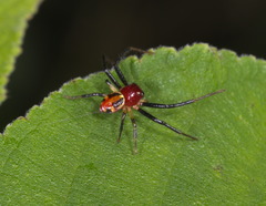 Camaricus maugei
