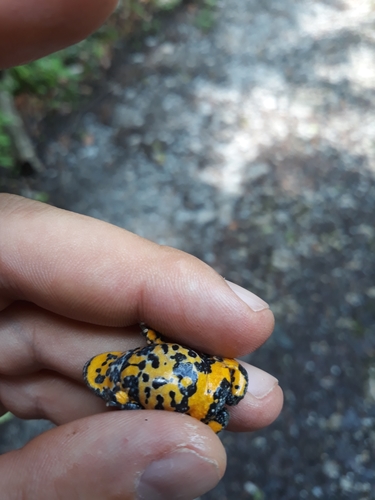 Bombina variegata