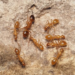 Camponotus festinatus