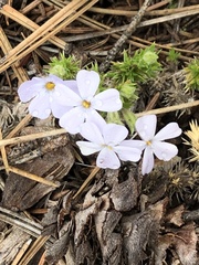 Phlox douglasii