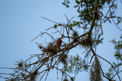 Cardinalis cardinalis image
