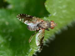 Tephritis neesii