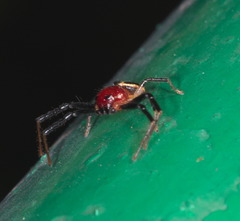 Camaricus maugei