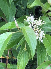 Cornus macrophylla