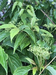 Cornus macrophylla