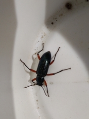 Strongylium erythrocephalum