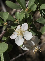 Peraphyllum ramosissimum