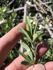 Peraphyllum ramosissimum