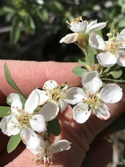 Peraphyllum ramosissimum
