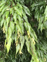 Carpinus kawakamii