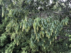 Carpinus kawakamii