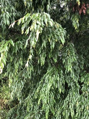 Carpinus kawakamii