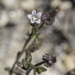 Ravenella angustiflora