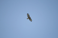 Buteo buteo