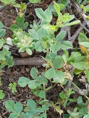 Medicago doliata
