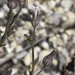 Ravenella angustiflora