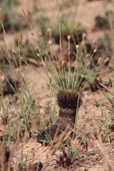 Bulbostylis paradoxa