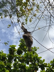 Todirostrum cinereum