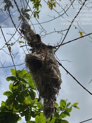 Todirostrum cinereum