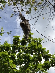 Todirostrum cinereum