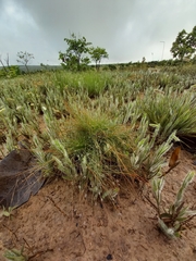 Bulbostylis paradoxa
