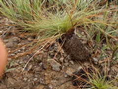 Bulbostylis paradoxa