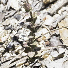 Ravenella angustiflora