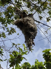 Todirostrum cinereum