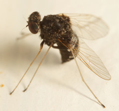 Chrysopilus basilaris