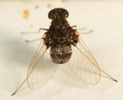 Chrysopilus basilaris