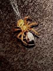 Araneus pegnia