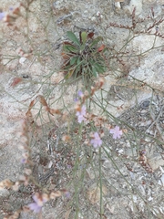 Limonium ramosissimum
