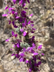 Dalea versicolor