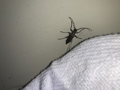 Anthophylax attenuatus